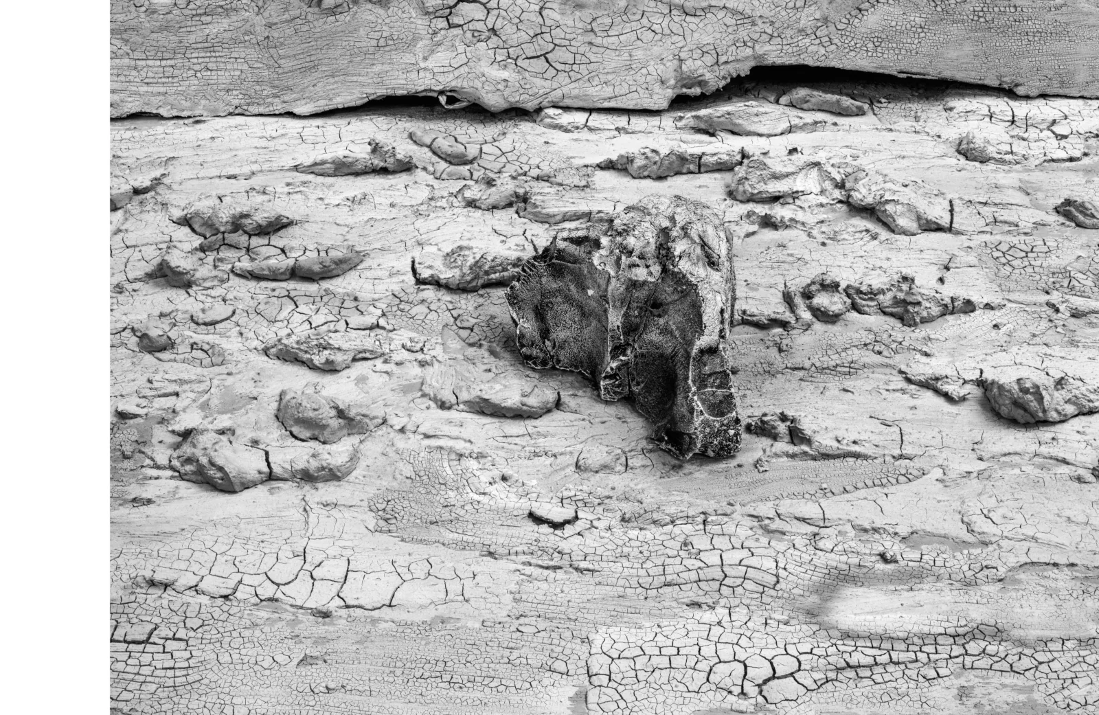 «Piedra sobre vértebra», grabado en fotopolímero de Antonio Damián: una vértebra oscura medio hundida en el barro agrietado, con una piedra pálida encima