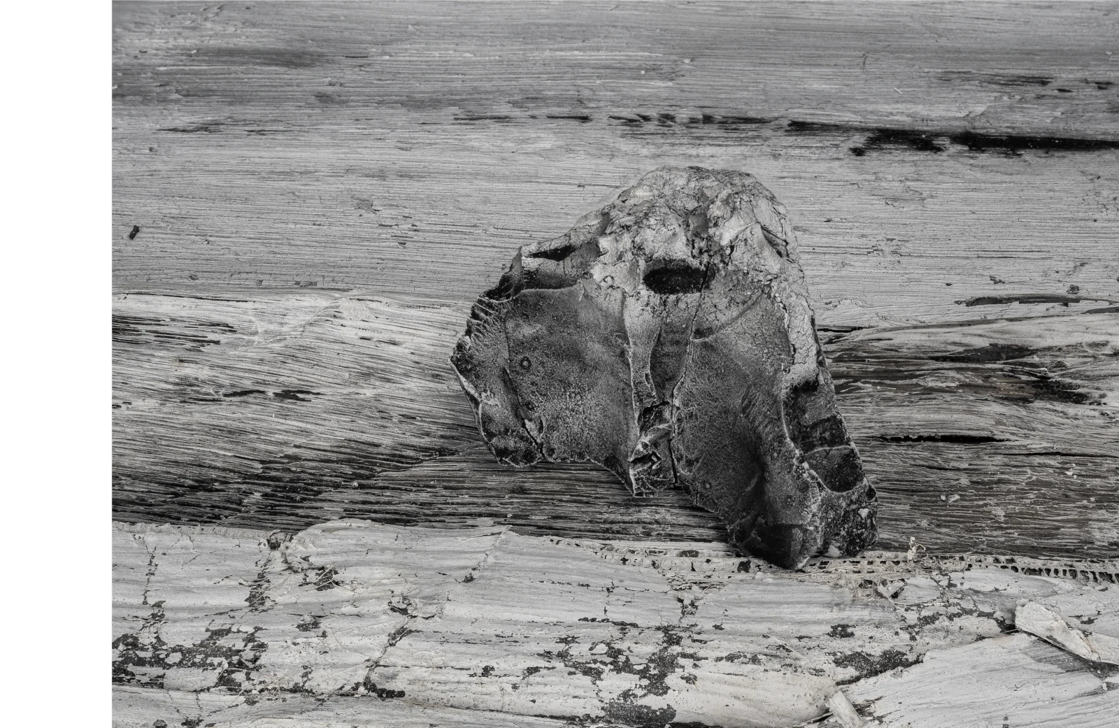 cth3-gaza-vertebra-grande «Vértebra grande», grabado en fotopolímero de Antonio Damián: una vértebra de frente, erguida sobre la veta de la madera, con un hueco oscuro en lo alto